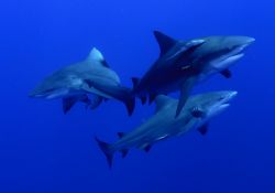 I'm back- hopefully with a bang!bull sharks taken Jan 07 ... by Fiona Ayerst 
